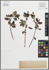 Foto von Salix pentandra L.